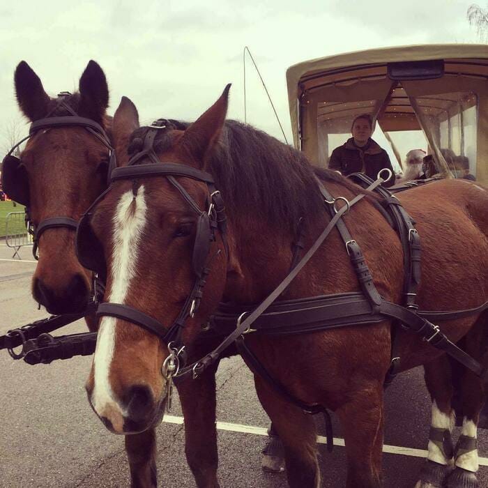Balades contées en calèche : le parc au rythme de l'attelage